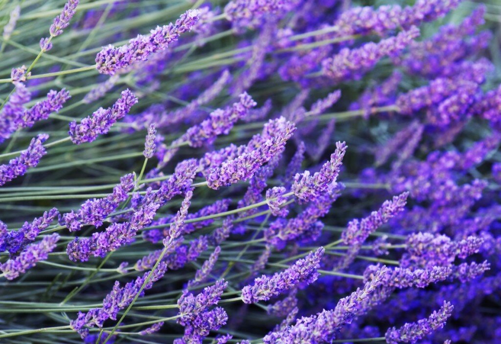 Image shows stalks with lavender flowers photographed with a shallow depth of field. (lavandula angustifolia)