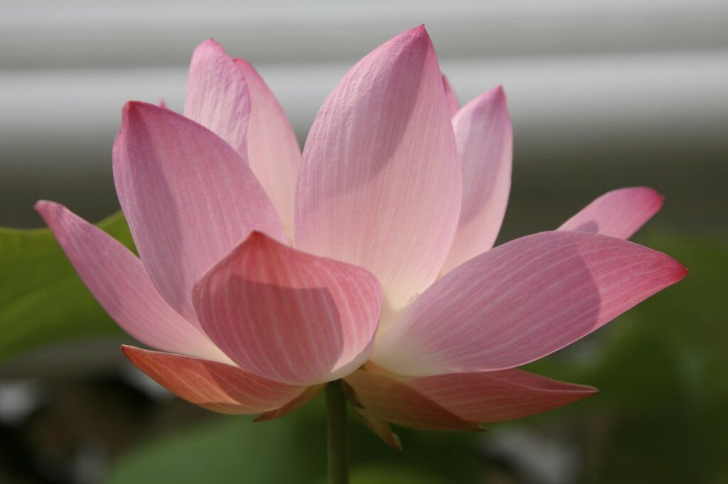 lotus-flower-closeup-photo