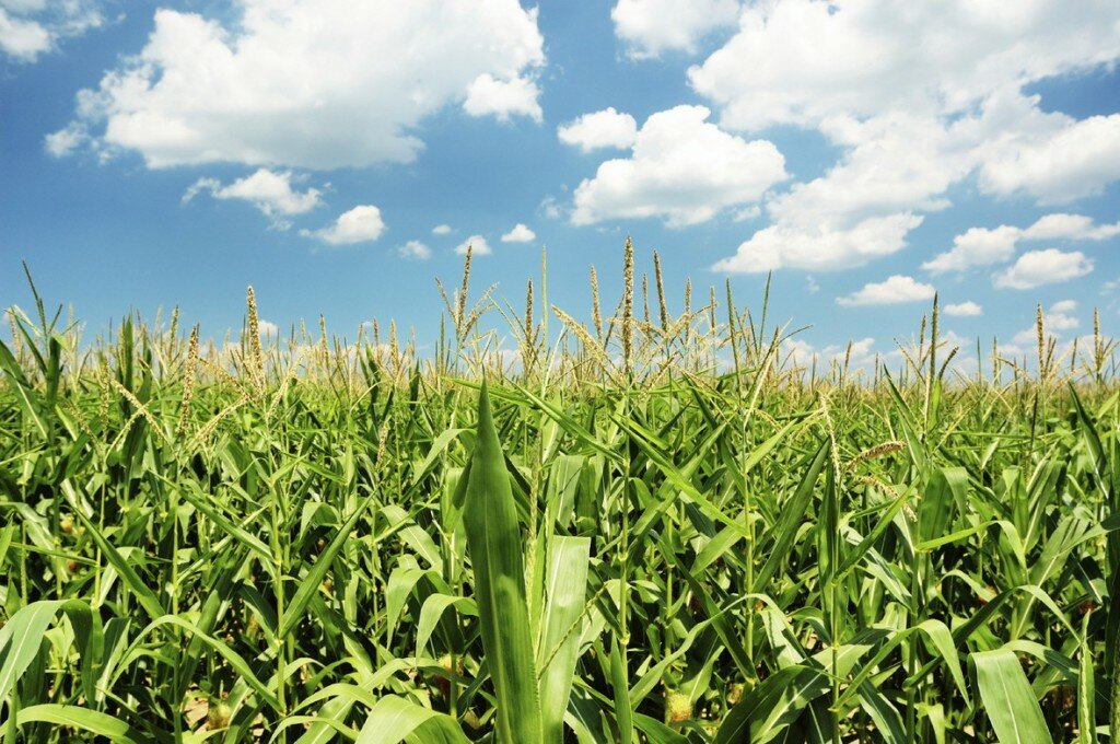 wheat-field-with-blue-sky